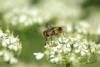 Ectophasia sp.